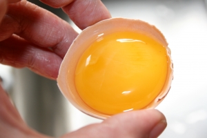 egg