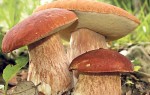 Белые грибы: приготовить вкусно – не вопрос!