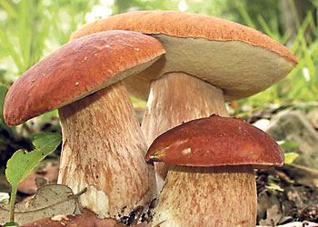 белые грибы