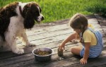 Чем кормить домашних животных